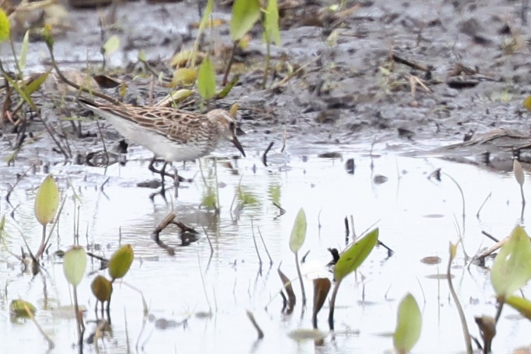 White-rumped Sandpiper - Nathan Goldberg