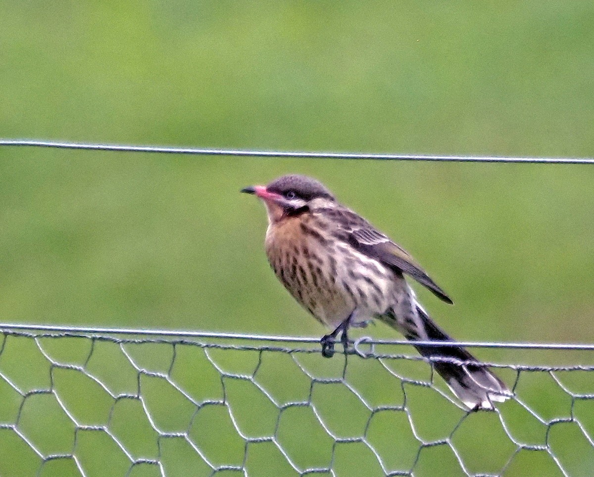 Spiny-cheeked Honeyeater - ML619476094