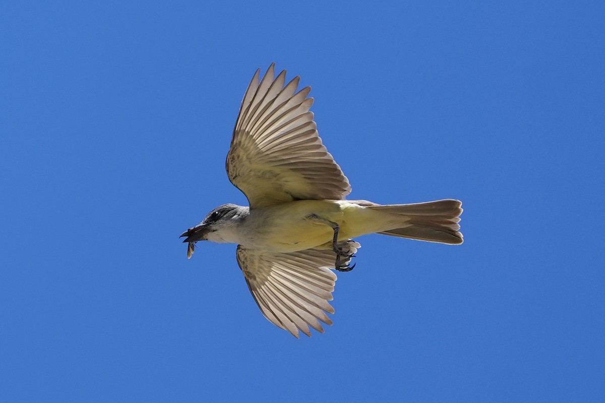 Thick-billed Kingbird - Joe RouLaine