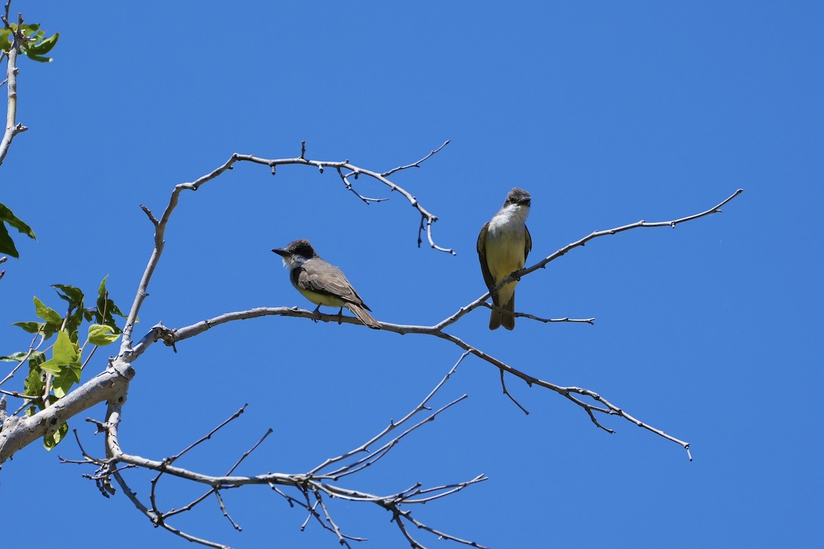 Thick-billed Kingbird - Joe RouLaine