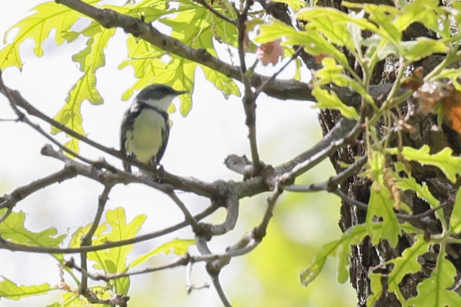 Cerulean Warbler - Nathan Goldberg