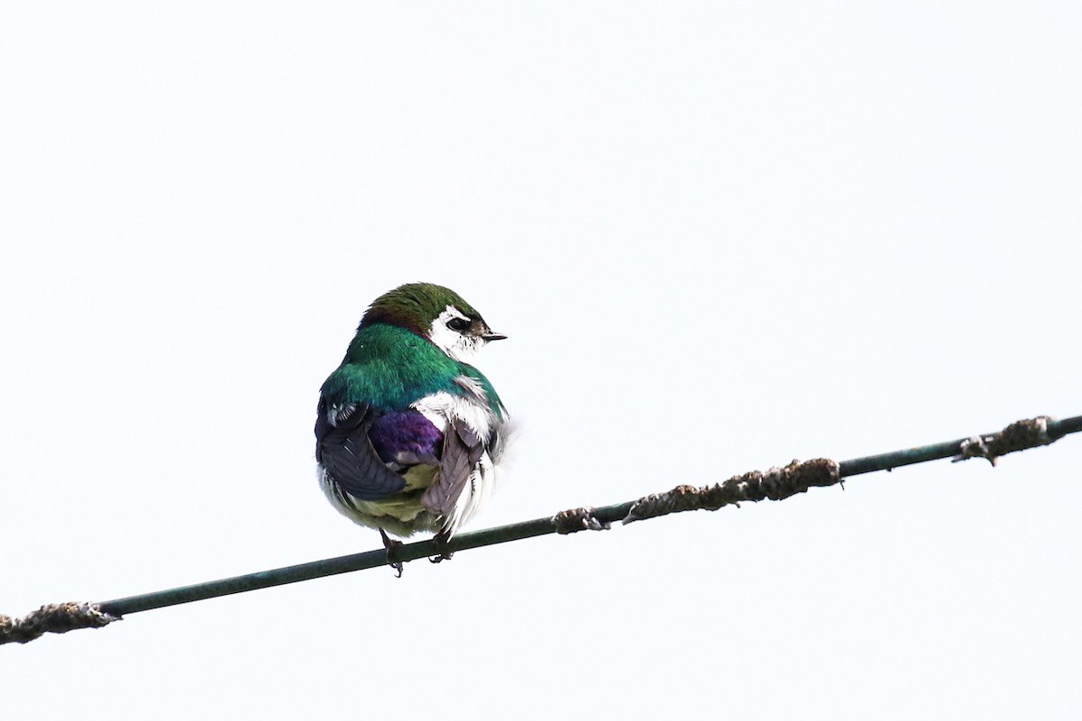 Violet-green Swallow - Marie O'Shaughnessy
