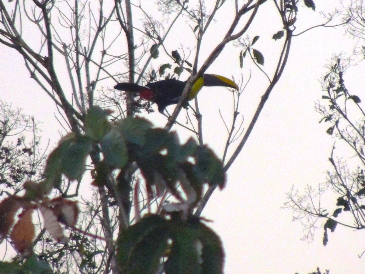 Yellow-throated Toucan - Roger Lambert