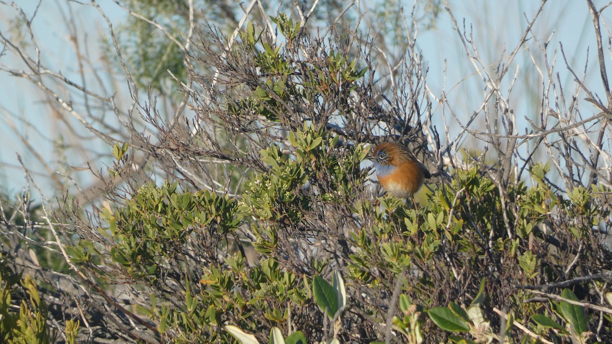 Southern Emuwren - Morgan Pickering