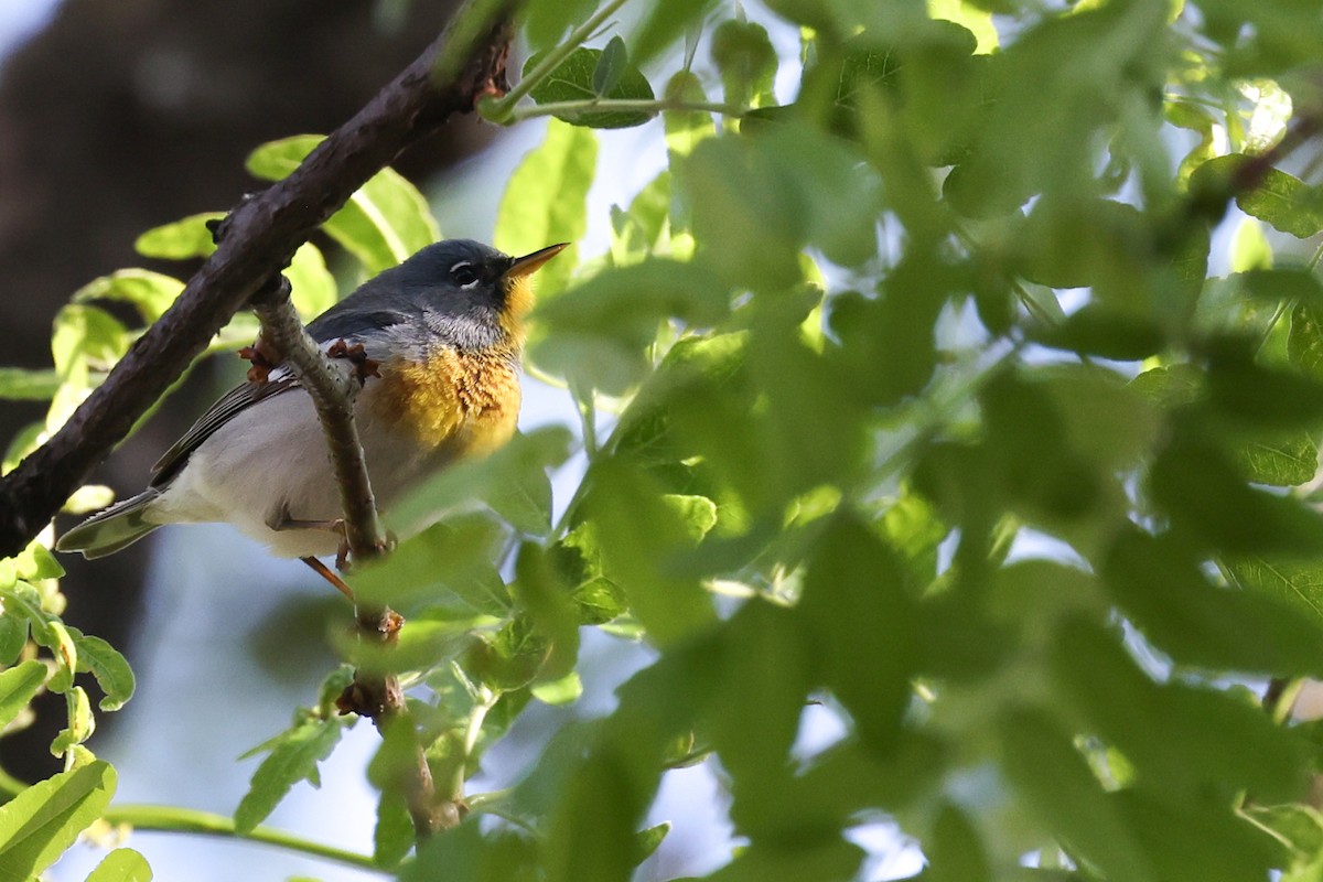 Northern Parula - Nathan Goldberg