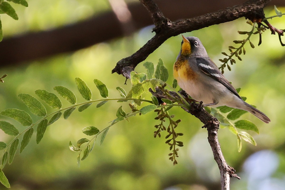 Northern Parula - Nathan Goldberg