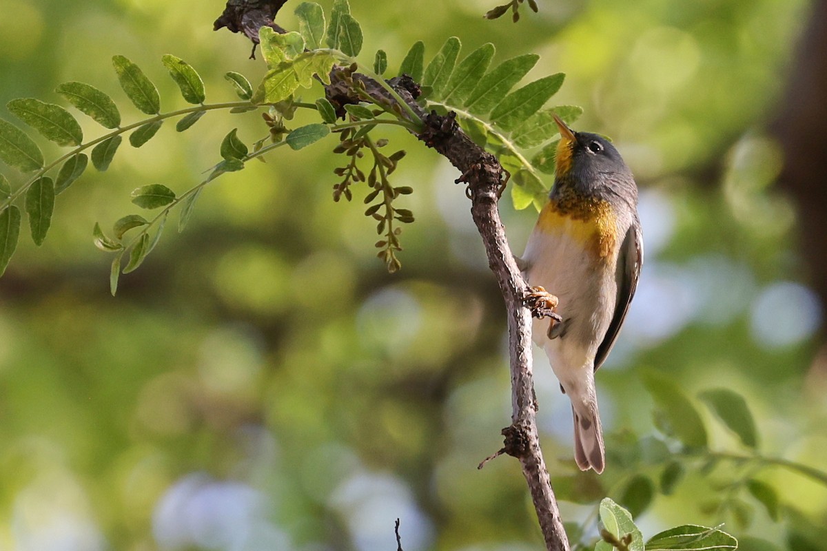 Northern Parula - Nathan Goldberg