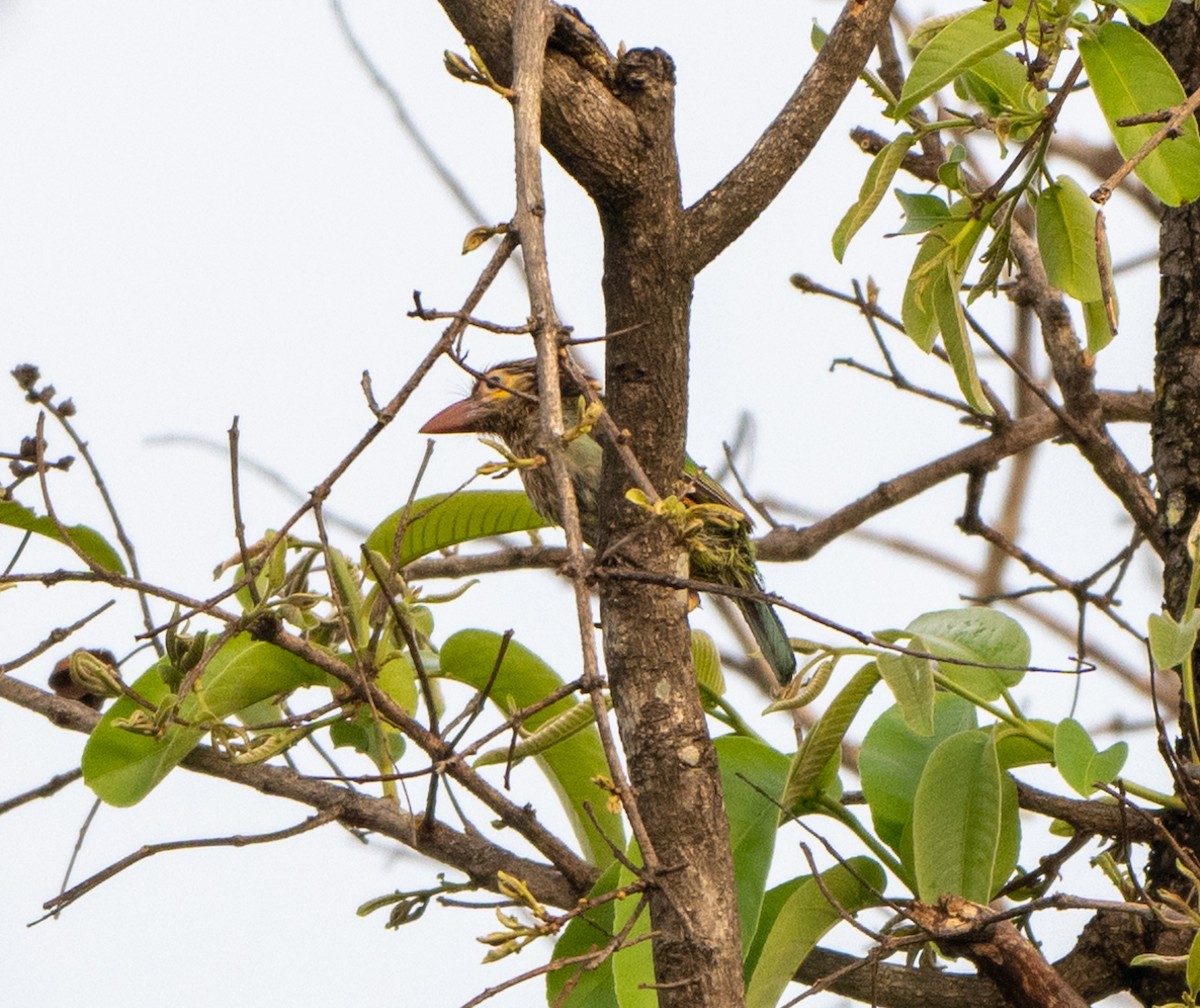 Brown-headed Barbet - Jagdish Jatiya