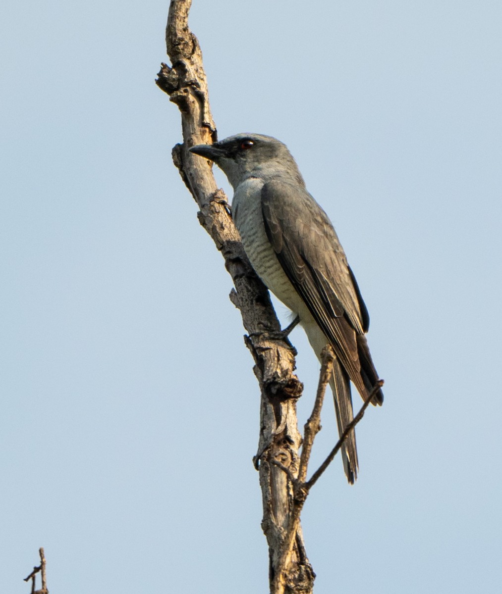 Large Cuckooshrike - Jagdish Jatiya