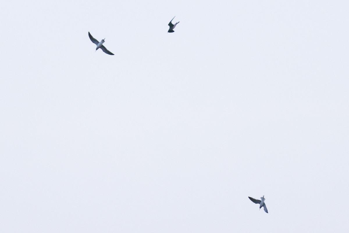 Lesser Yellowlegs - Nathan Goldberg