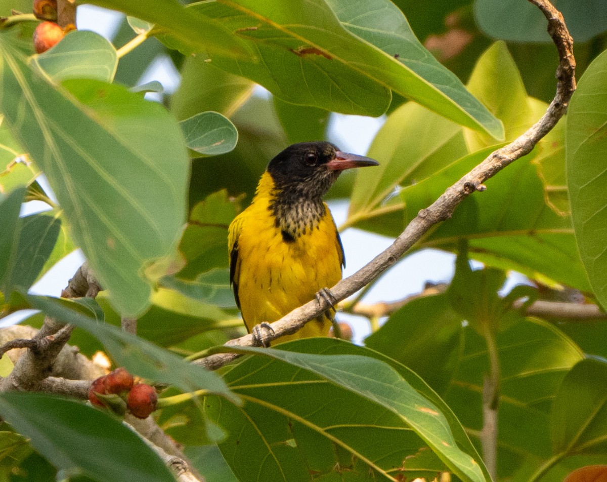 Black-hooded Oriole - Jagdish Jatiya