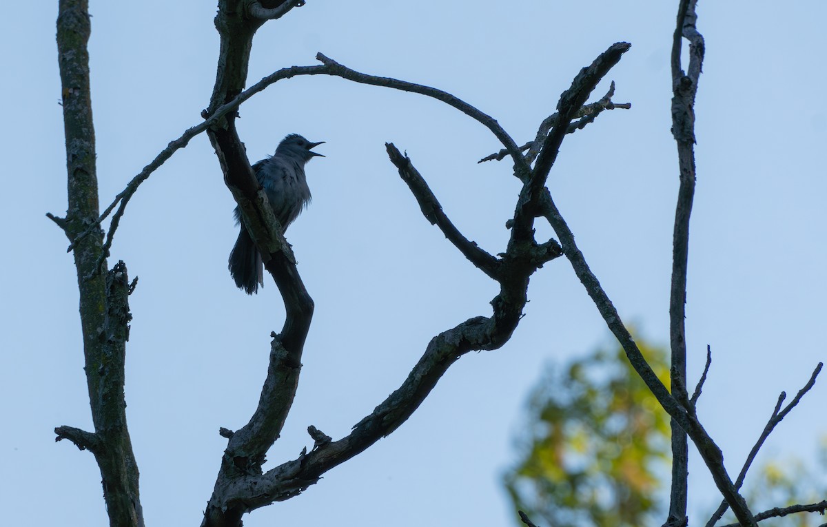 Gray Catbird - Chad Berry