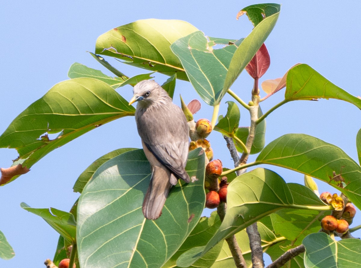 Chestnut-tailed Starling - Jagdish Jatiya