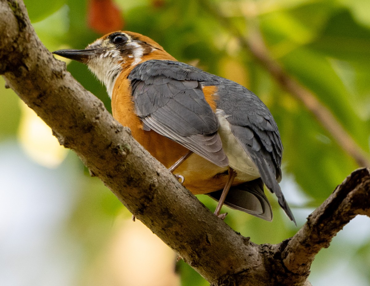 Orange-headed Thrush - Jagdish Jatiya