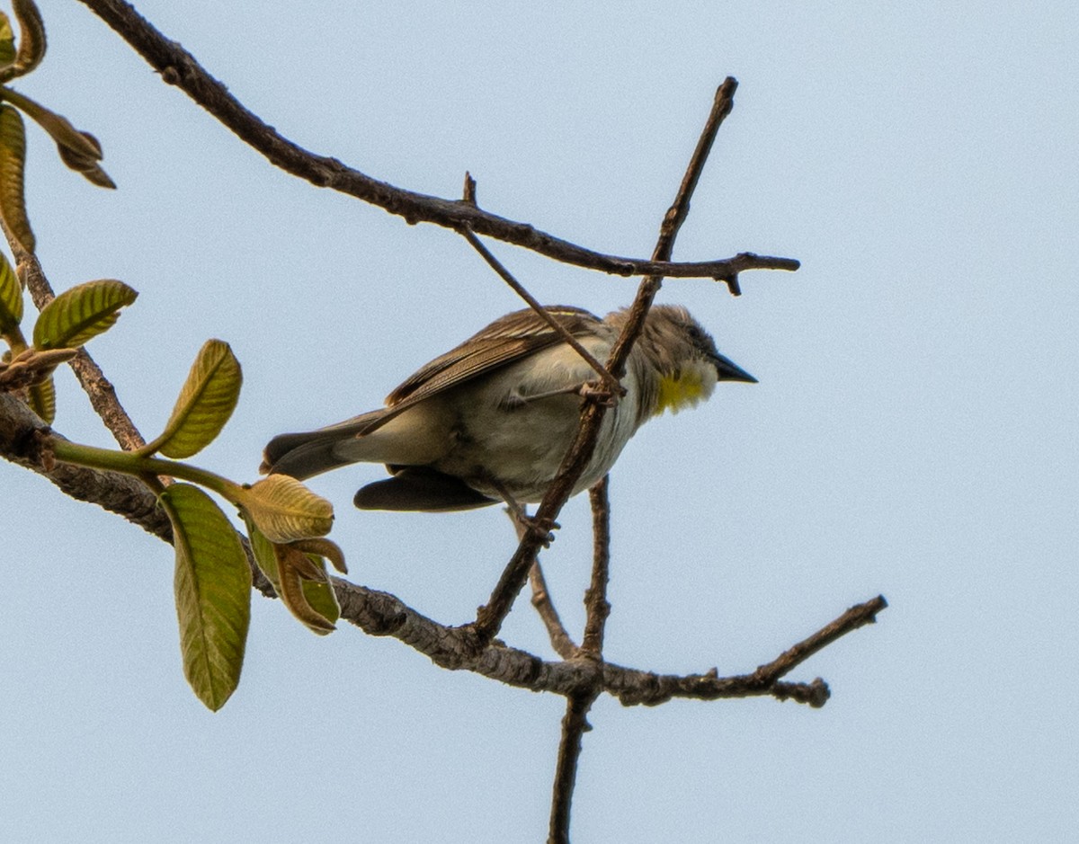 Yellow-throated Sparrow - Jagdish Jatiya