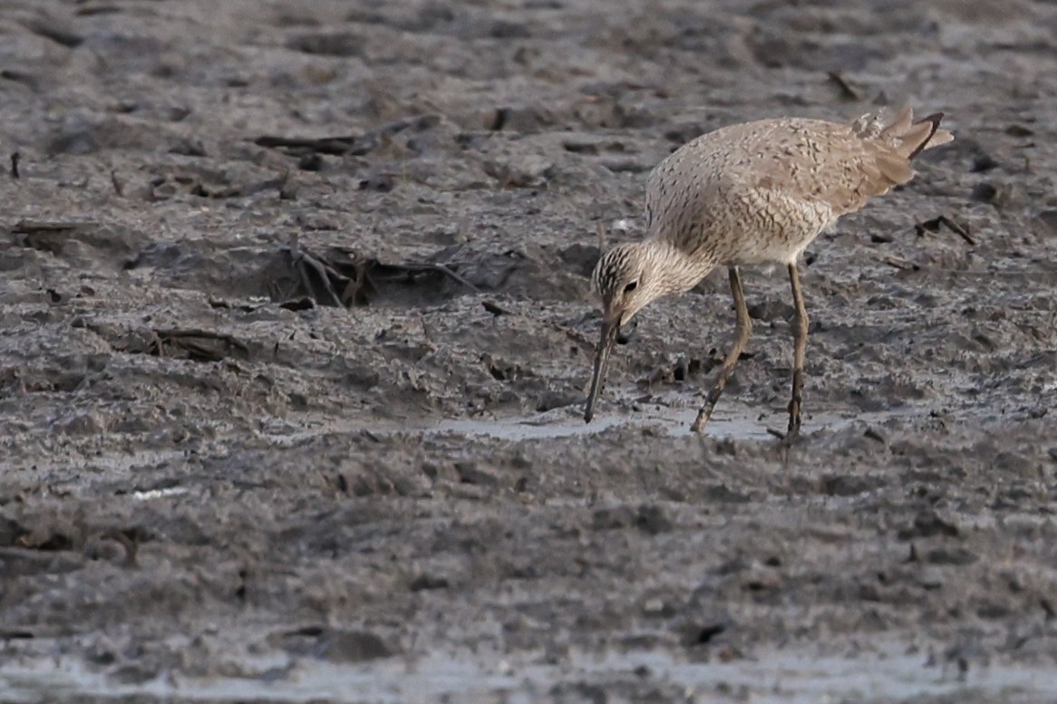 Willet - Nathan Goldberg