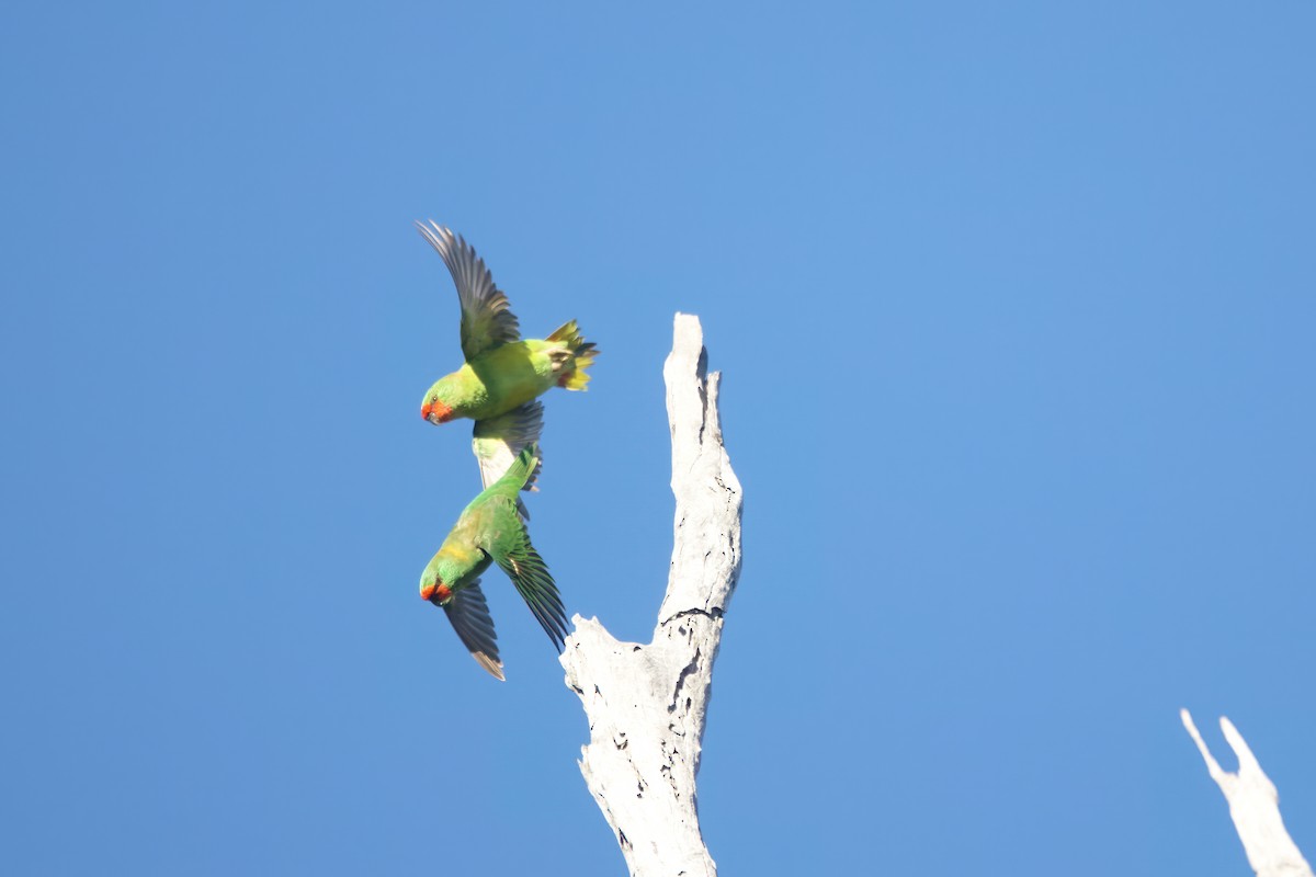 Little Lorikeet - Patrick Reed