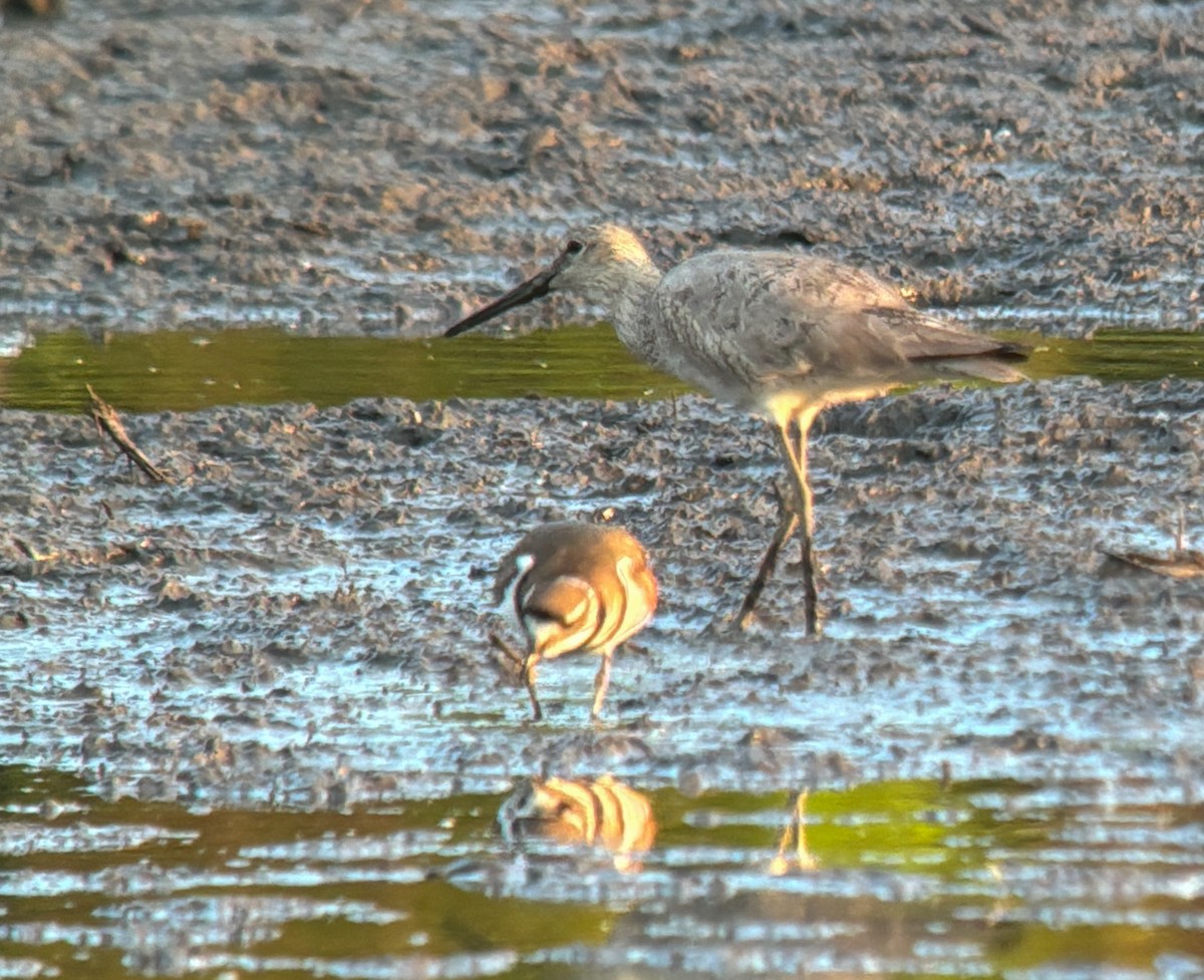 Willet - Nathan Goldberg