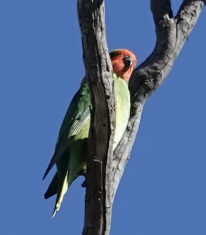 Little Lorikeet - Robert Morison and Joyce Ives