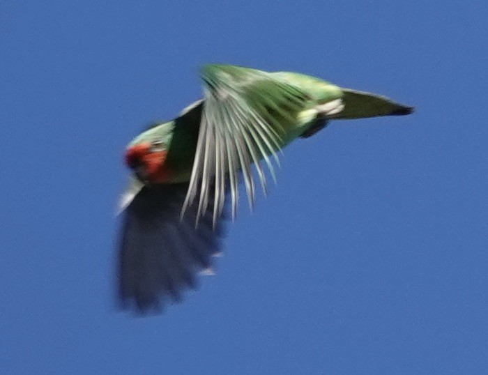 Little Lorikeet - Robert Morison and Joyce Ives