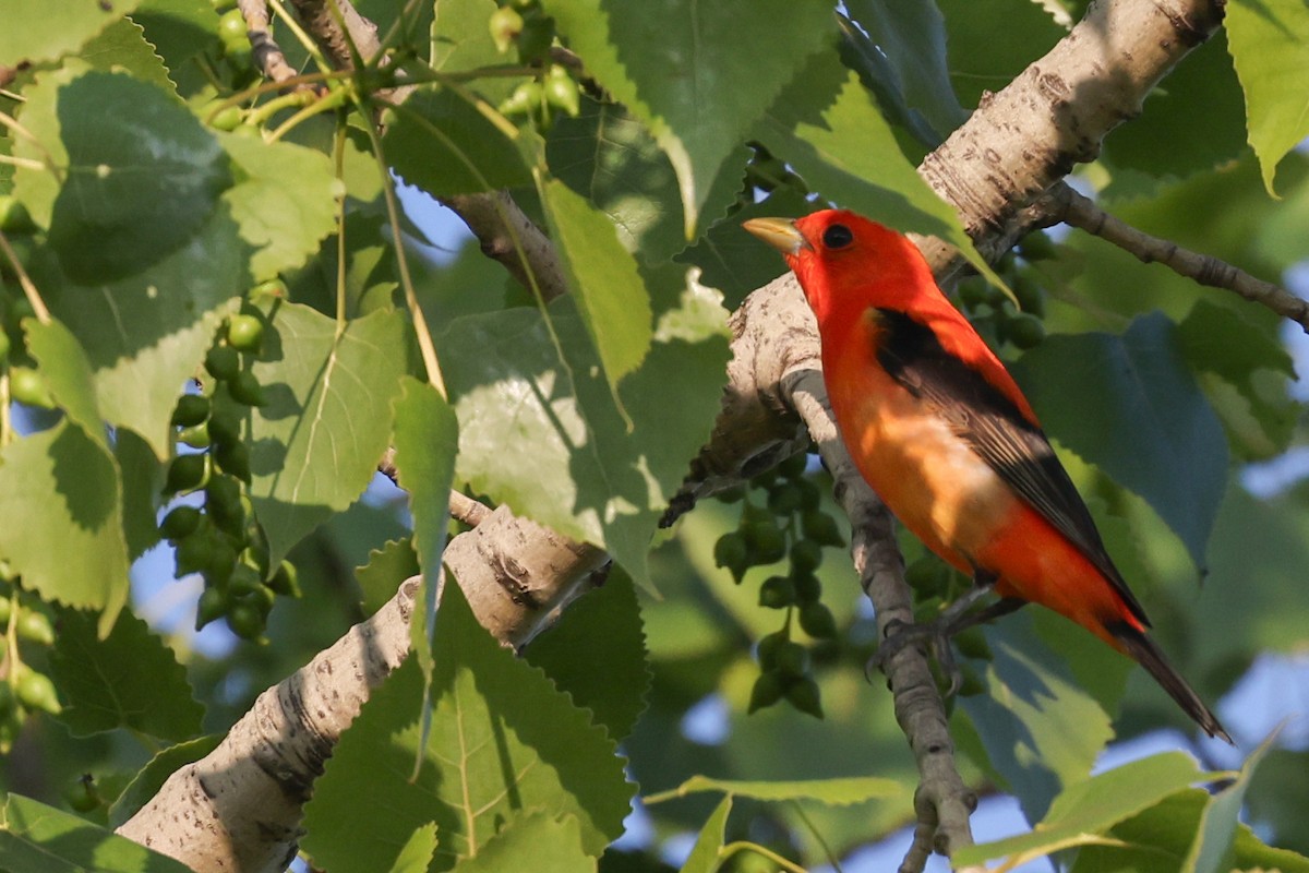 Scarlet Tanager - Nathan Goldberg