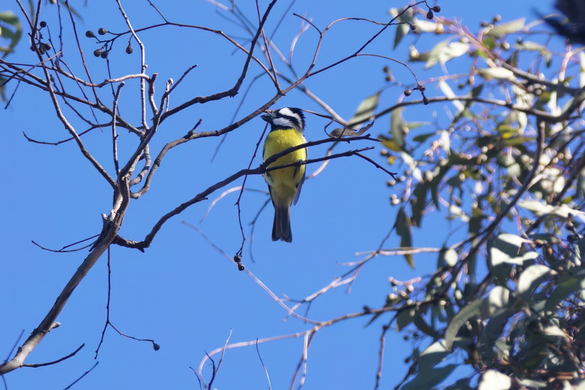 Eastern Shrike-tit - ML619476179