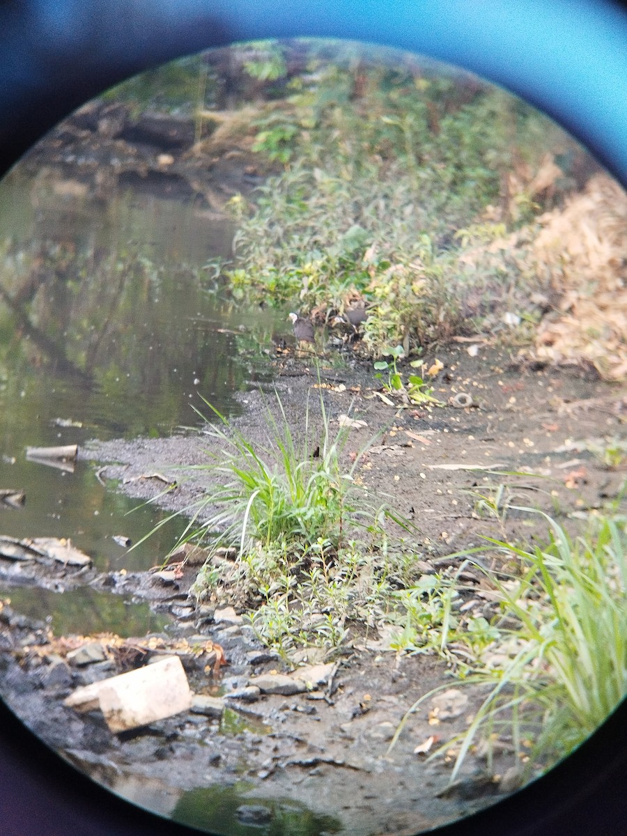 White-breasted Waterhen - SWATI RAHANGDALE