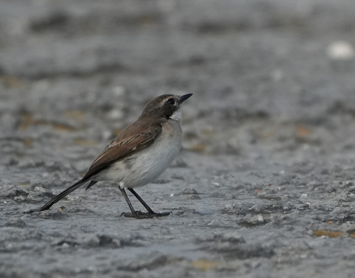 Timor Bushchat - Sandy Gayasih