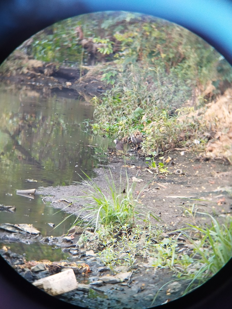 White-breasted Waterhen - SWATI RAHANGDALE