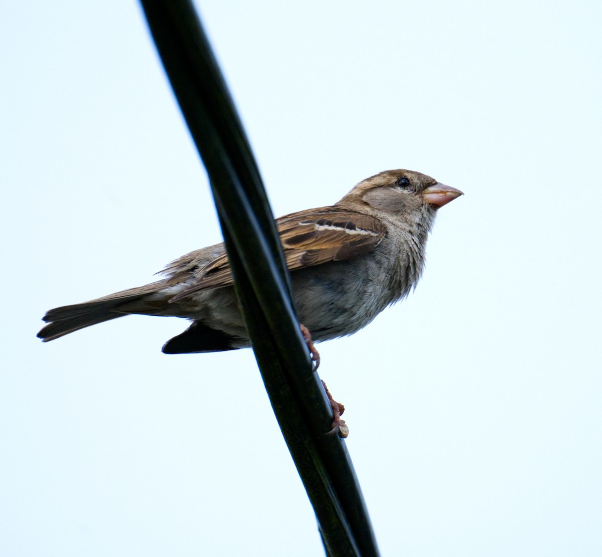 House Sparrow - Mauro Ghirardelli