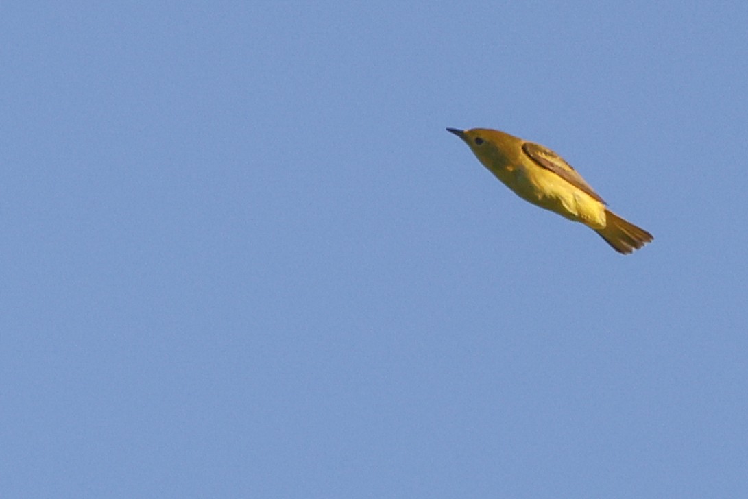 Yellow Warbler - Nathan Goldberg