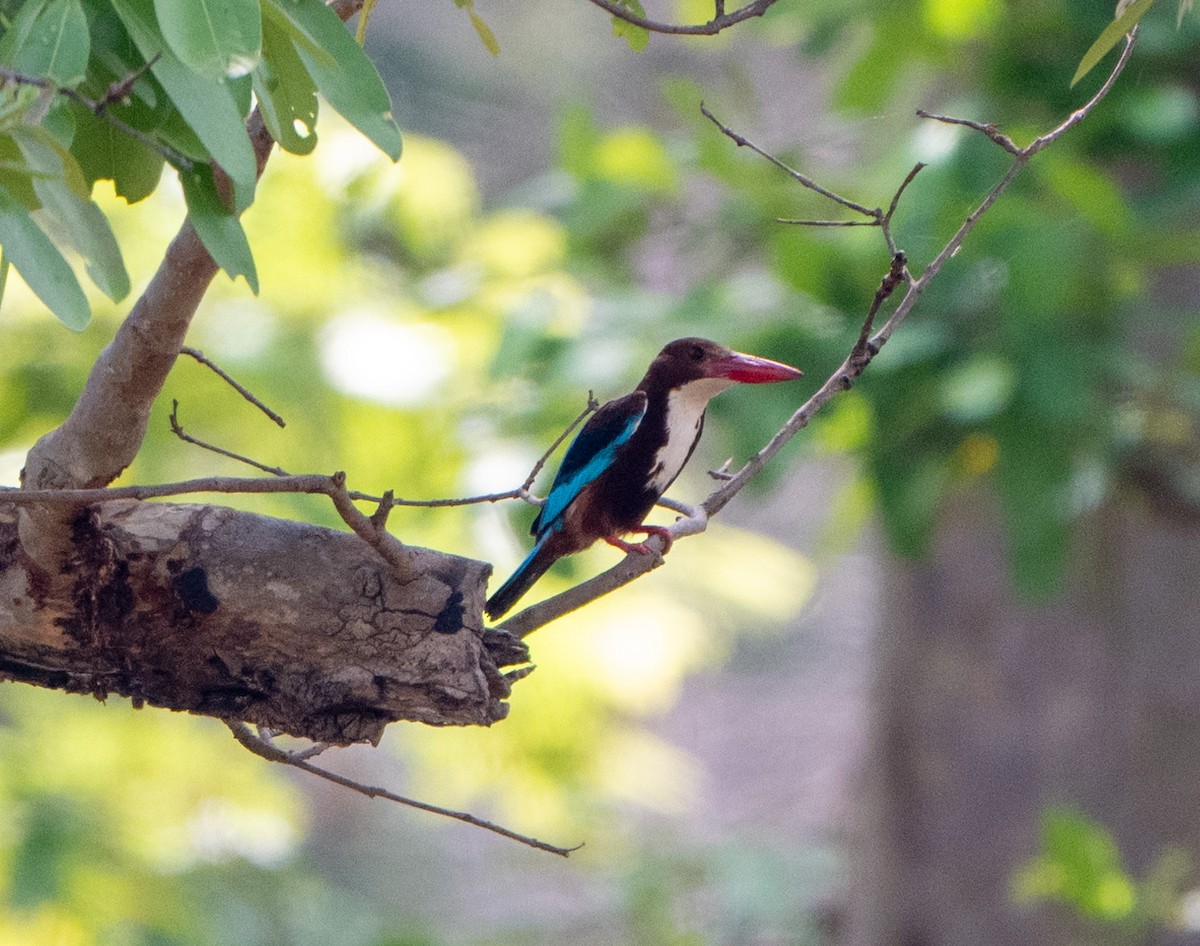 White-throated Kingfisher - Jagdish Jatiya
