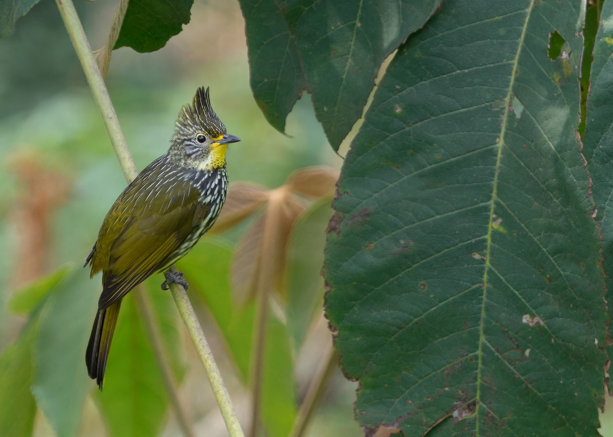 Striated Bulbul - ML619476202