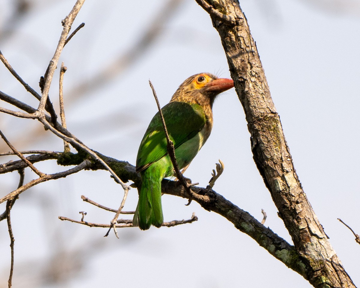 Brown-headed Barbet - Jagdish Jatiya