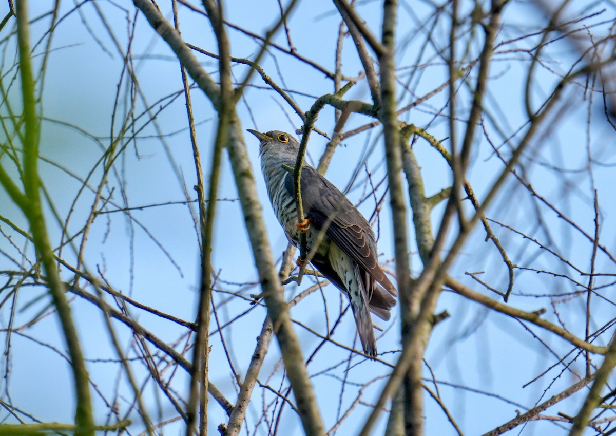 Lesser Cuckoo - 浙江 重要鸟讯汇整
