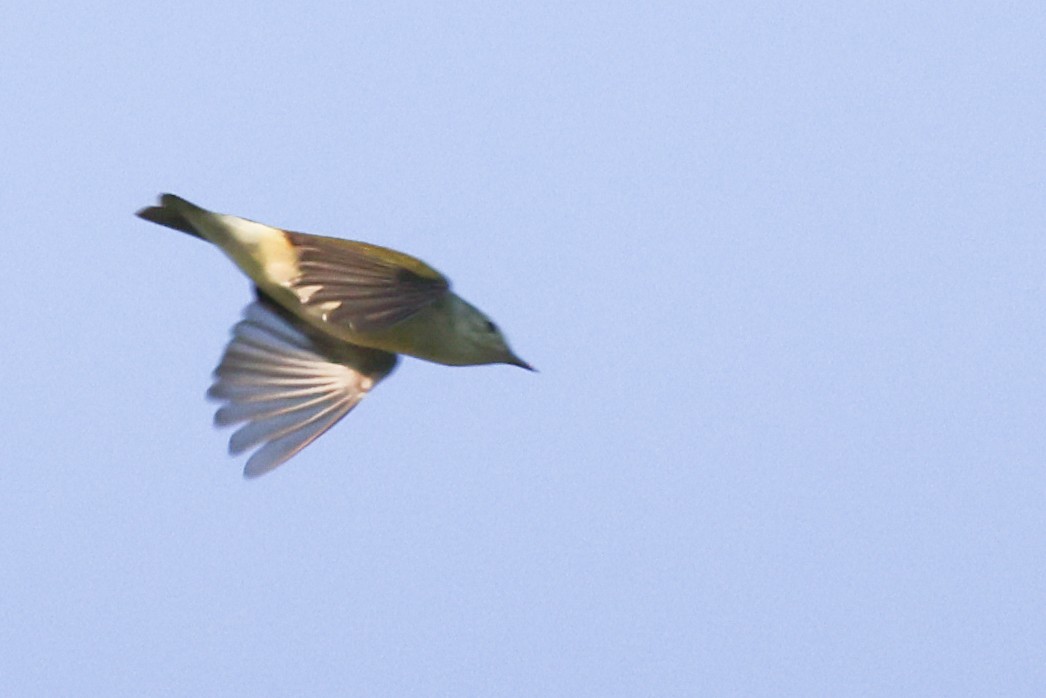 Tennessee Warbler - Nathan Goldberg