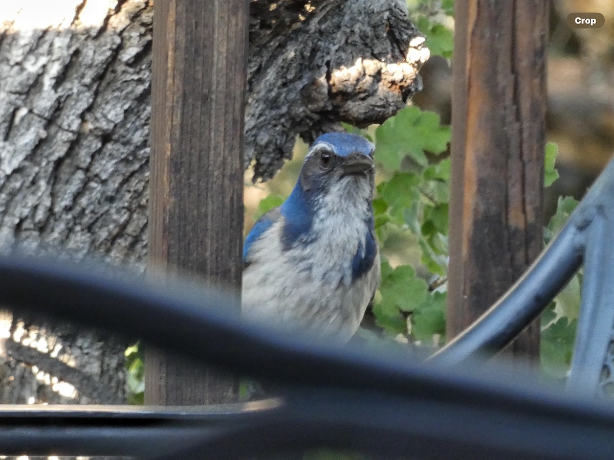 California Scrub-Jay - Willeke and Frits Bosveld - van Rijn