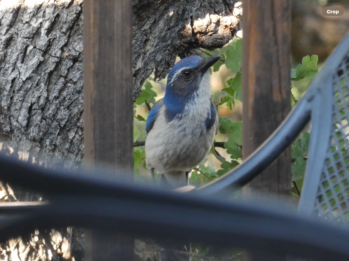 California Scrub-Jay - Willeke and Frits Bosveld - van Rijn