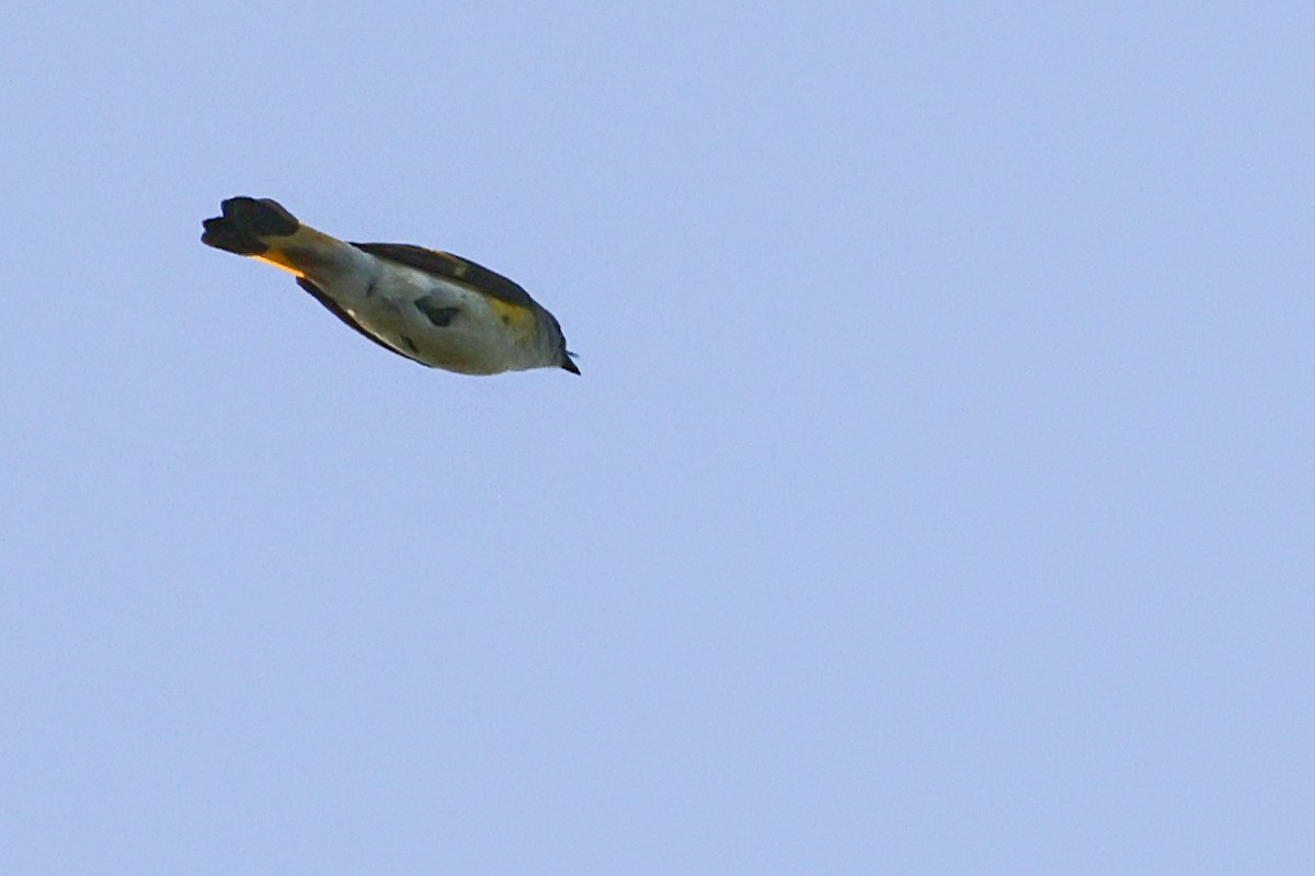 American Redstart - Nathan Goldberg