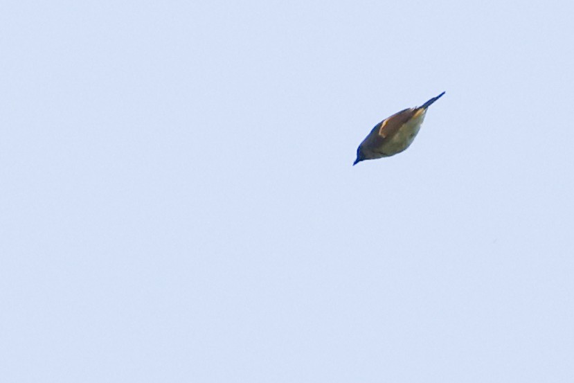 American Redstart - Nathan Goldberg