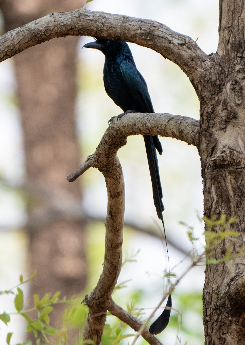 Greater Racket-tailed Drongo - Jagdish Jatiya