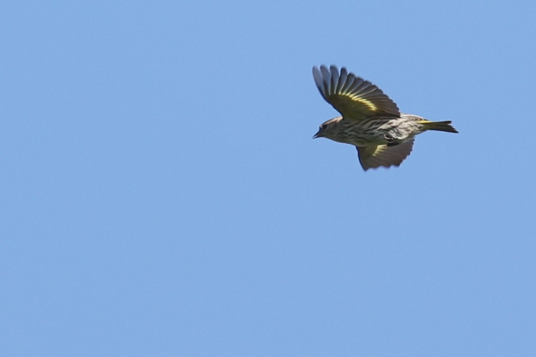 Pine Siskin - Nathan Goldberg