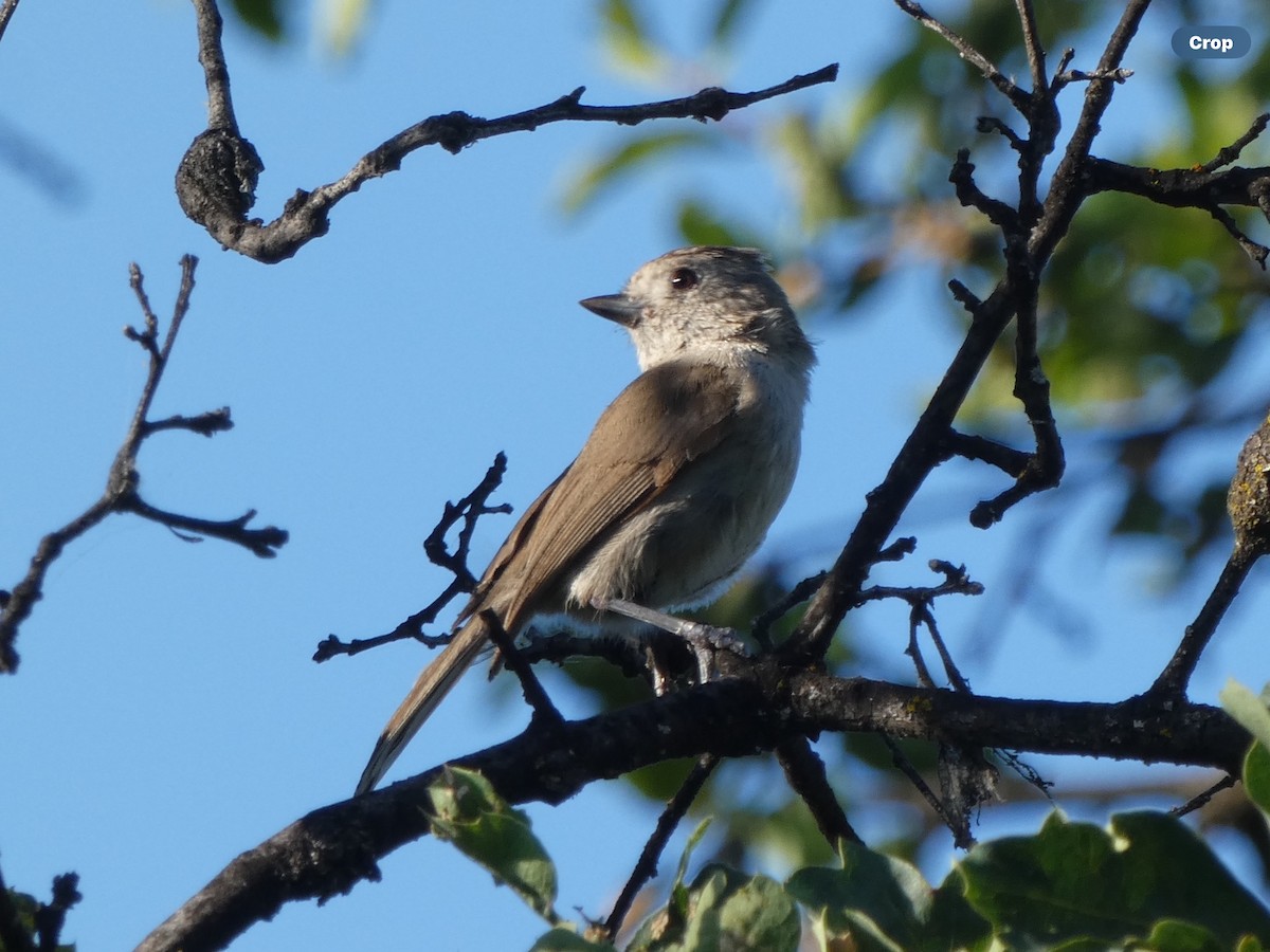 Oak Titmouse - Willeke and Frits Bosveld - van Rijn