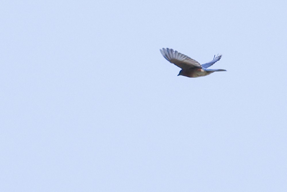 Eastern Bluebird - Nathan Goldberg