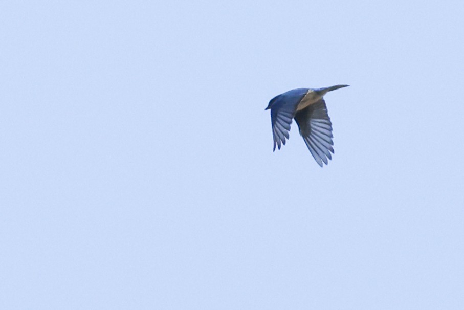 Eastern Bluebird - Nathan Goldberg