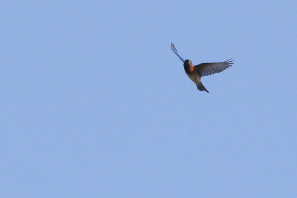 Eastern Bluebird - Nathan Goldberg