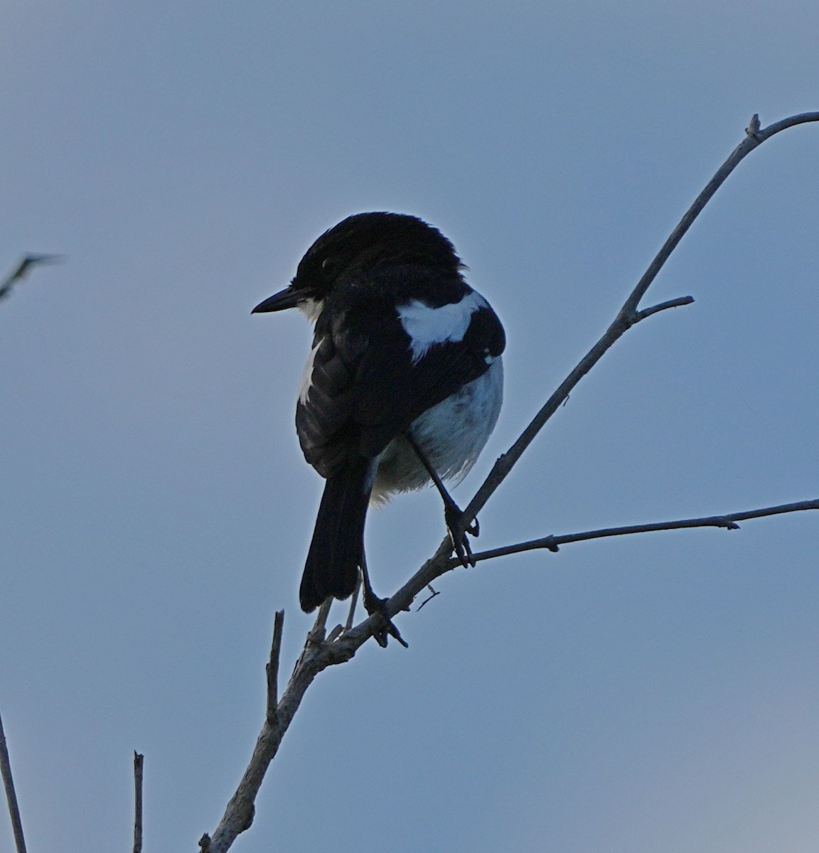 Timor Bushchat - Sandy Gayasih