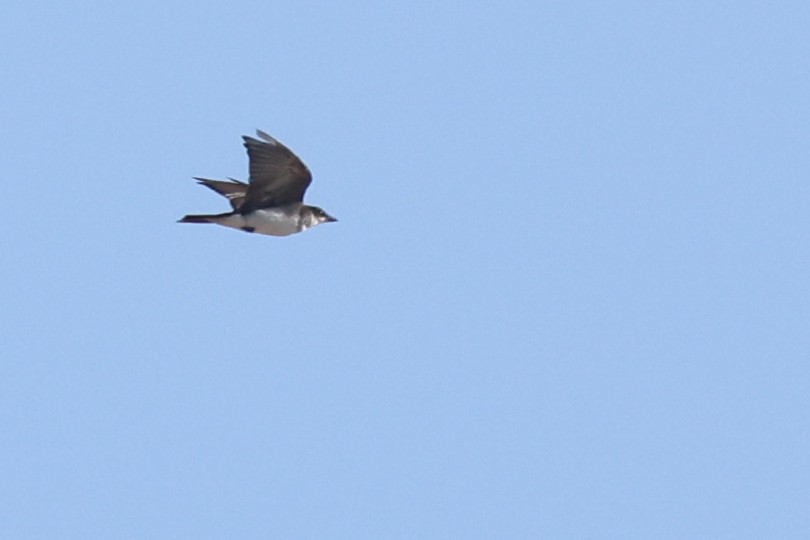 Eastern Kingbird - Nathan Goldberg