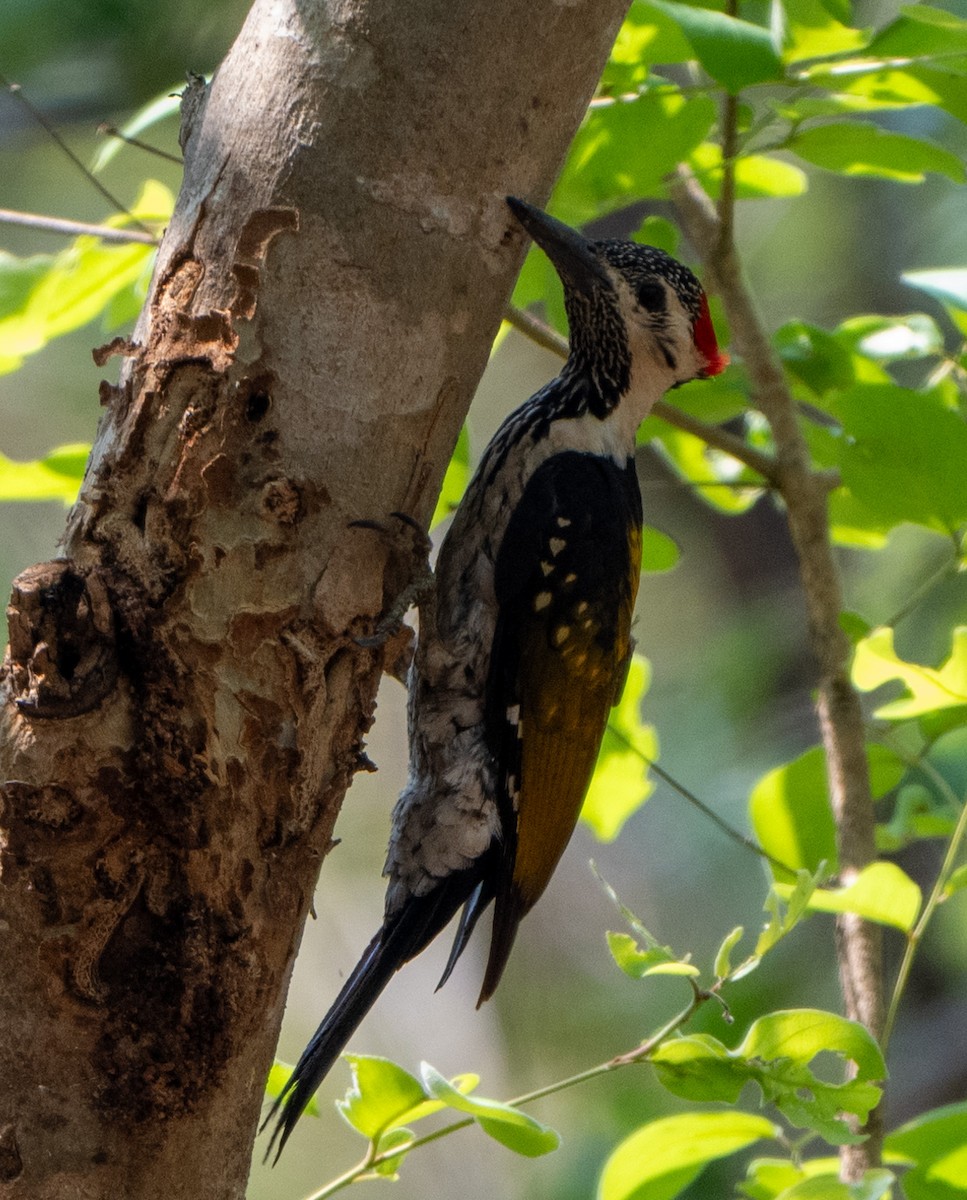 Black-rumped Flameback - Jagdish Jatiya