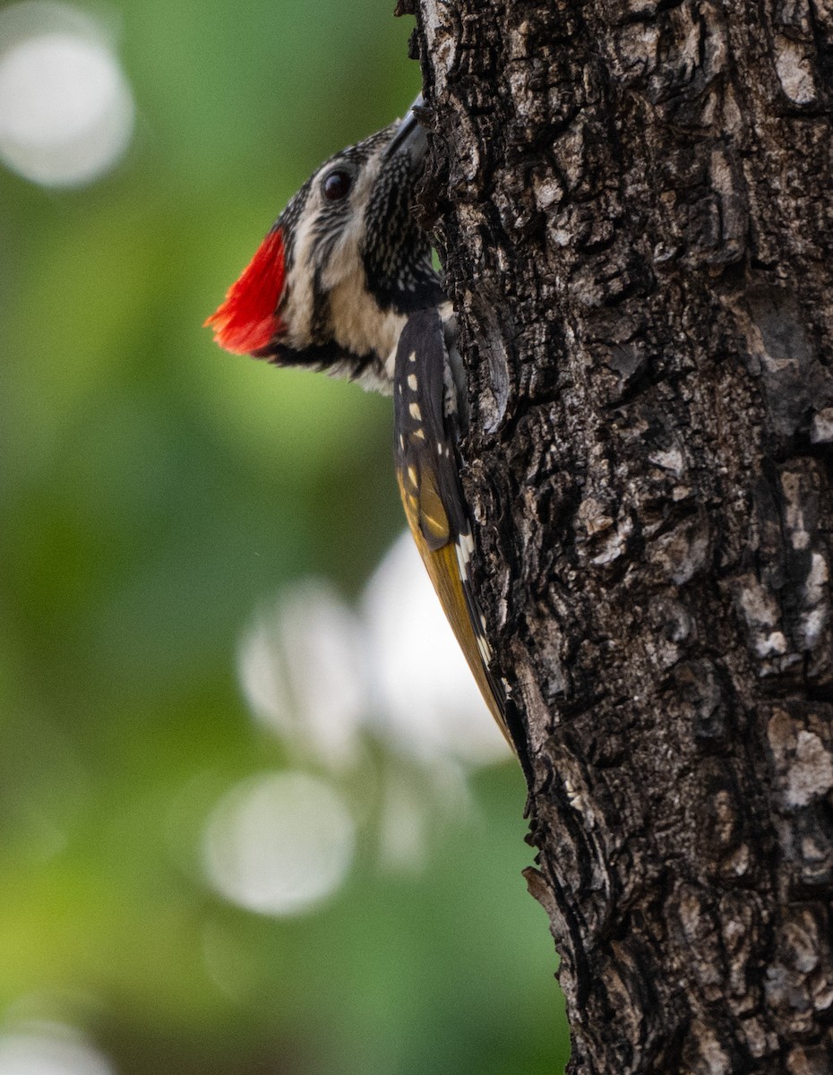 Black-rumped Flameback - Jagdish Jatiya